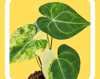 Anthurium Clarinervium variegated- tissue culture (TC)