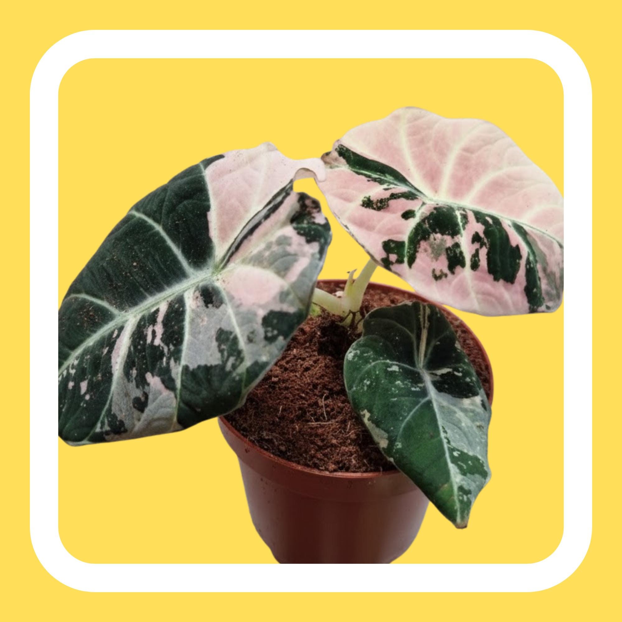Alocasia Black Velvet Pink Variegated - Tissue Culture (TC) - Etsy