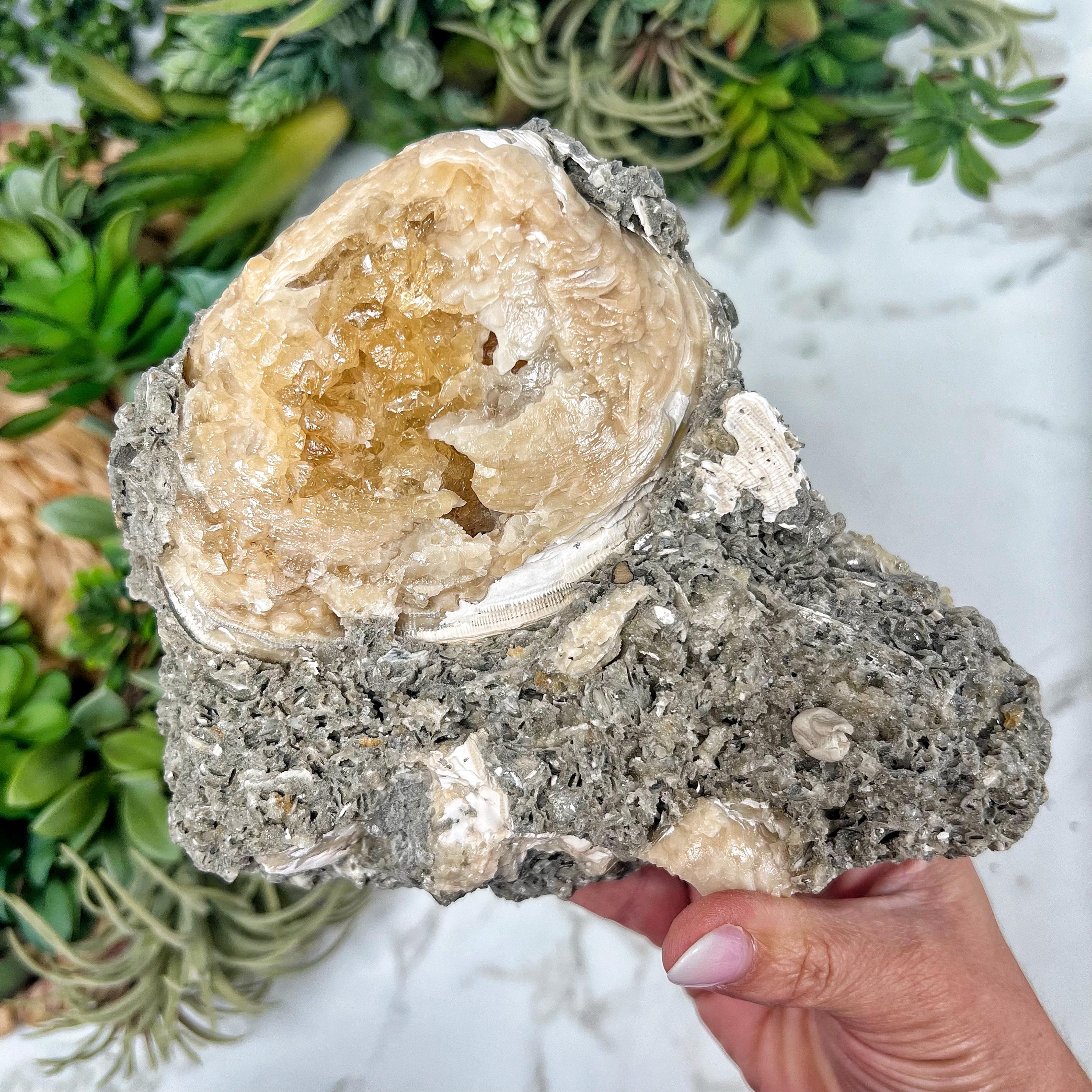 【期間限定！最安値挑戦】 アメリカ フロリダ産 方解石化した化石 （Fossilized clam その他