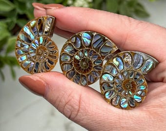 Ammonite Abalone Inlay | 5g | - (Polished Blue Crystal Fossil Stone)