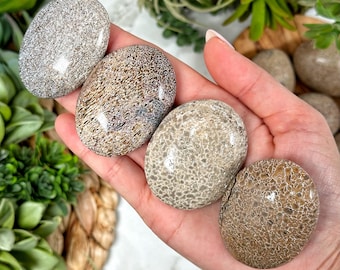 Puede incluir: Cuatro piedras de coral fosilizado lisas y pulidas en varios tonos de marrón y blanco. Las piedras están dispuestas en una mano, con la piedra más grande en la parte inferior.