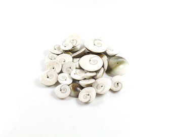 18 to 22 shiva eye shell beads sizes mixed LBP00152