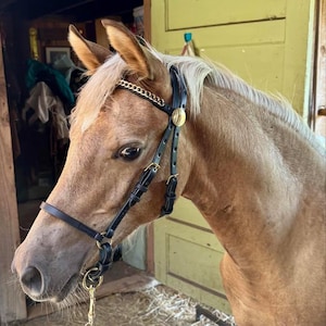 Hackney / Welsh Pony Show Halter and Lead
