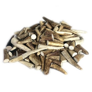 10x Small Deer Antler Tips | Jewellery, Bone Beads, Pendants, Craft, LARP, Ritual, Pagan - Random