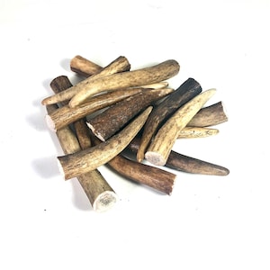 5x Deer Antler Tips | Jewellery, Bone Beads, Pendants, Craft, LARP, Ritual, Pagan - Random