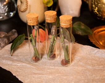 Agate and Horsetail Rush Curiosity Vial / Curio Vial / Oddity / Apothecary / Cottagecore / Dark Academia
