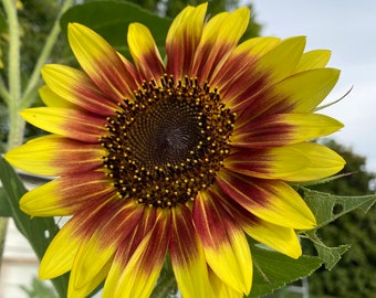 Florenza sunflower seeds