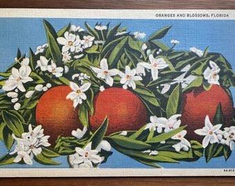 Oranges and Blossoms Florida Mid Century Curt Teich Unposted Postcard