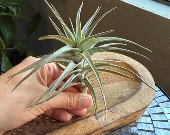 Tillandsia ixioides XL Size *Exact Plant* - Tillandsia ixioides Flowering Size - ixioides air plant - Starter Air Plant - Easy Air Plant