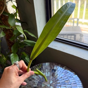 Philodendron Crassinervium - Etsy