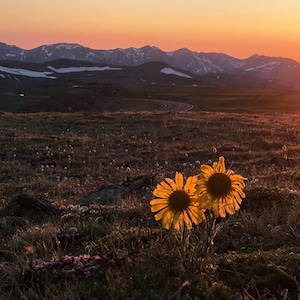 Rocky Mountain Sonnenblume