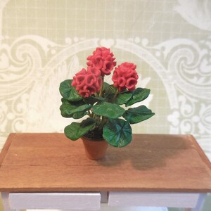 May include: A miniature potted plant with red flowers and green leaves. The plant is in a brown pot and is sitting on a wooden table.
