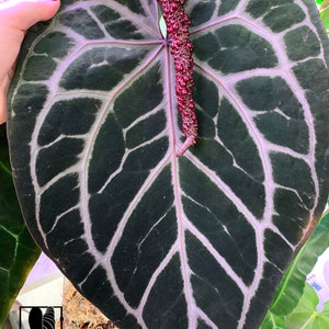 Anthurium Red Crystallinum X Dark Forgetii Hybrid Plant