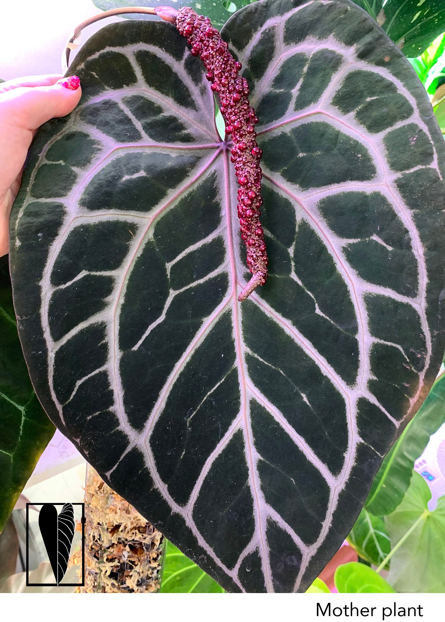 Anthurium Red Crystallinum X Dark Forgetii Hybrid Plant - Etsy