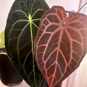 Anthurium Chocolate Crystal Papillilaminum X Red Crystallinum