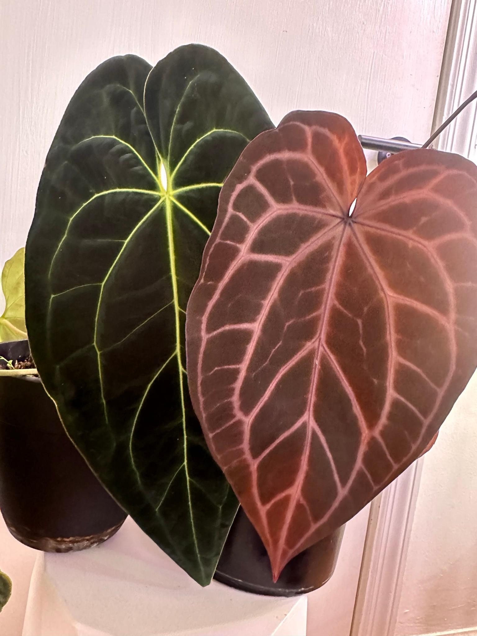 Anthurium Chocolate Crystal Papillilaminum X Red Crystallinum