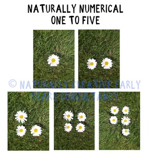 May include: A set of five images showing a progression of white daisies on a green grassy background. The images show one daisy, two daisies, three daisies, four daisies, and five daisies.
