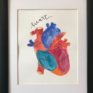 Anatomical Heart