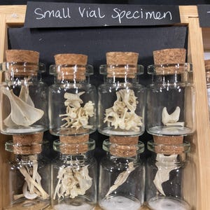 Small glass vial of cleaned rodent bones