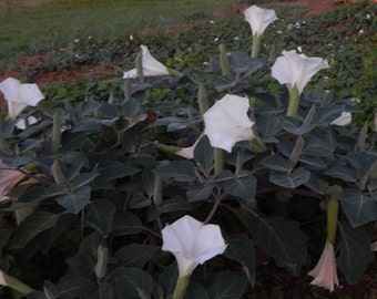 50 plus Moonflower seeds, Datura. Flowers at night. Free shipping. Non GMO