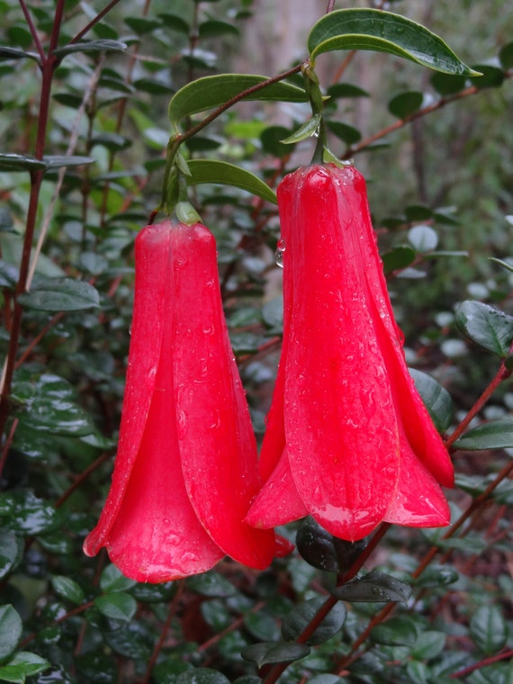 Lapageria rosea Chilean bellflower fresh seeds Etsy