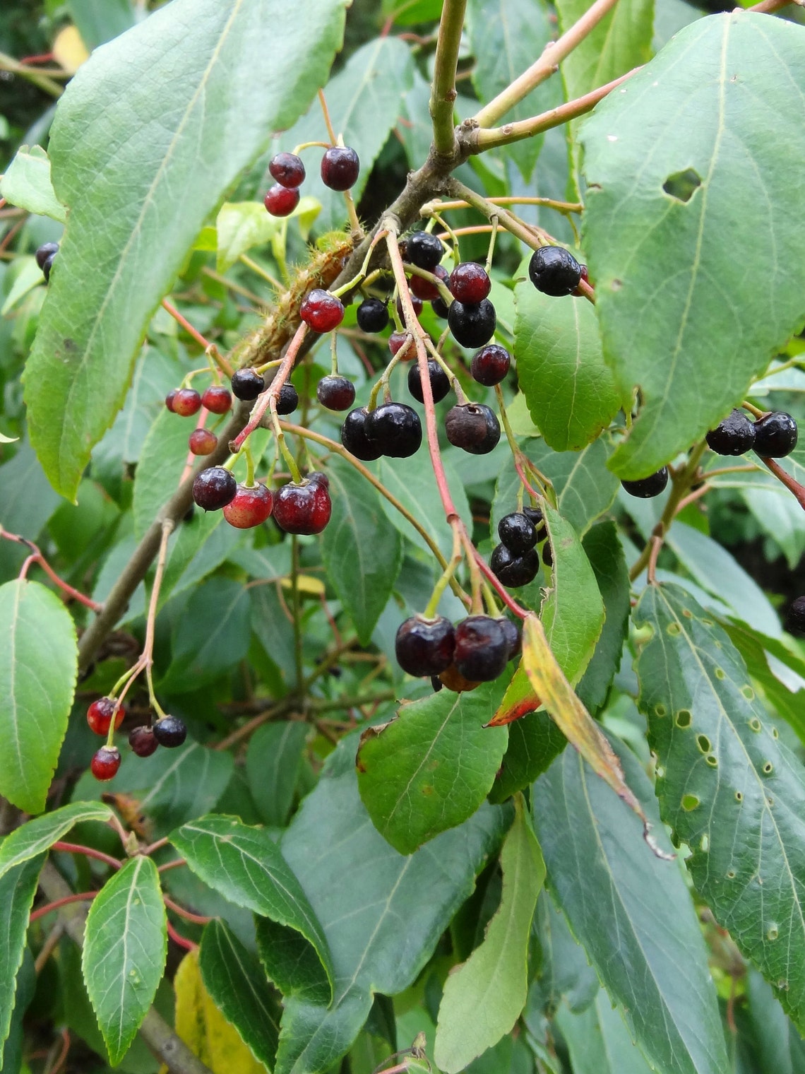 Aristotelia chilensis Maqui chilean wineberry 50 FRESH Etsy