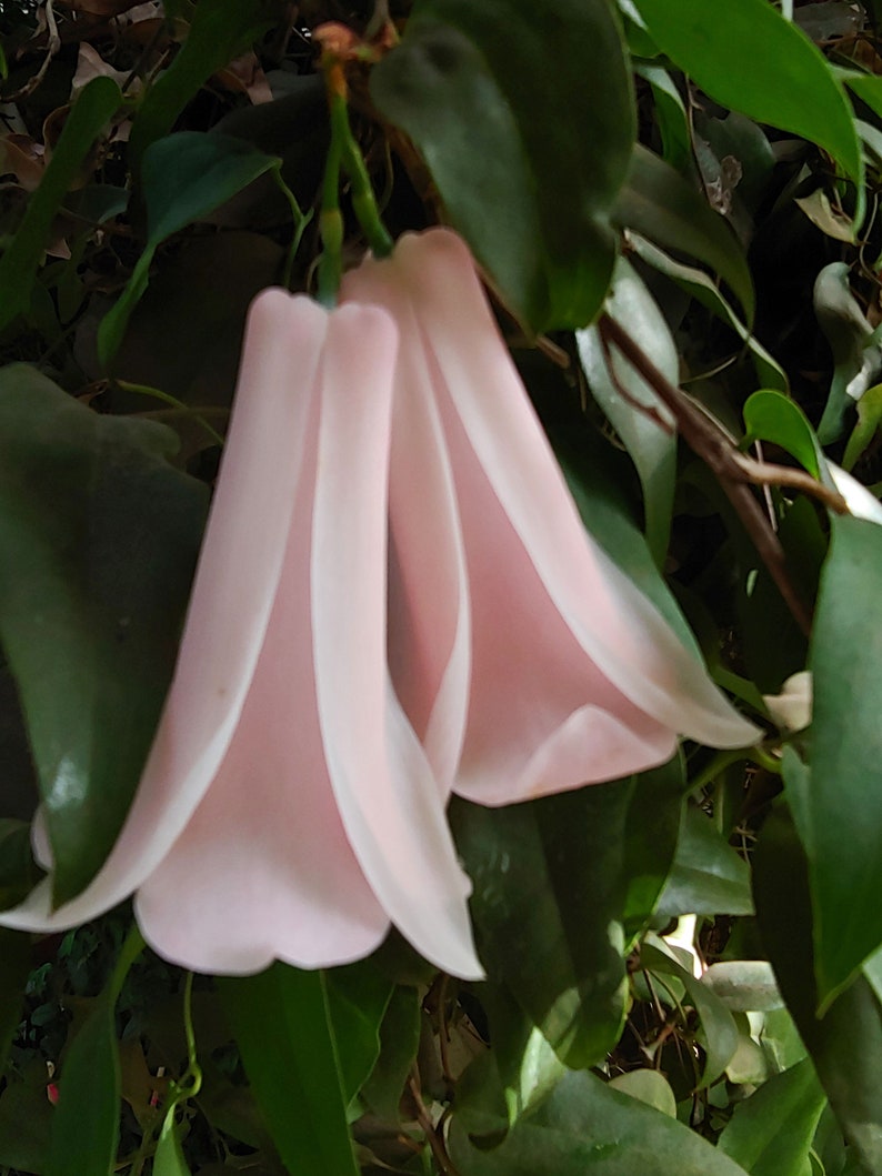 Lapageria rosea Chilean bellflower fresh seeds Etsy