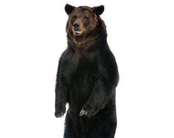 Brown Bear Life-Size Cardboard Cutout