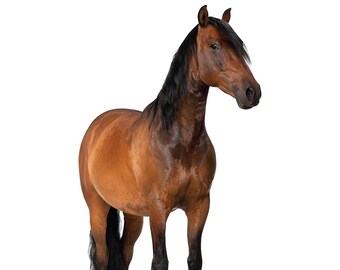 Horse 2 Cardboard Cutout