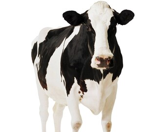 Cow Cardboard Cutout