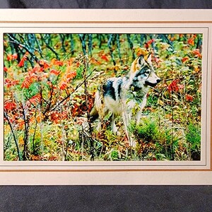 Biglietti d'auguri con lupi, Tutte le occasioni, Interni vuoti, Le mie migliori fotografie di lupi, Foto naturalistiche, Carte sulla fauna selvatica, Carte Northwoods, Compleanni