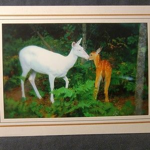 Wenskaarten voor herten, set van zes, de binnenkant is blanco en kan voor elke gelegenheid worden gebruikt, hoogwaardige foto's die ik in het wild heb gemaakt.