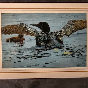 Loon wenskaarten Zes verschillende afbeeldingen, Wildlife, Northwoods, cadeaus voor Loon Lovers, alle gelegenheden, Northwoods, meren, natuurkaarten, Loony