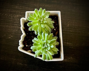 ARIZONA State Shaped Succulent Planter, Candy Dish, Fillable Tray, 3D Printed