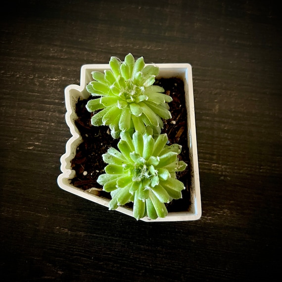 seed plant Devil's Claw / Unicorn Plant Seeds main image 1