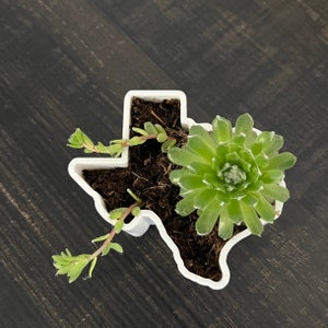 TEXAS State Shaped Succulent Planter, Candy Dish, Fillable Tray