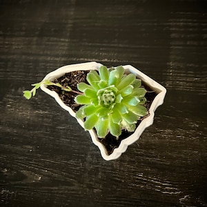 SOUTH CAROLINA State Shaped Succulent Planter,  Candy Dish, Fillable Tray