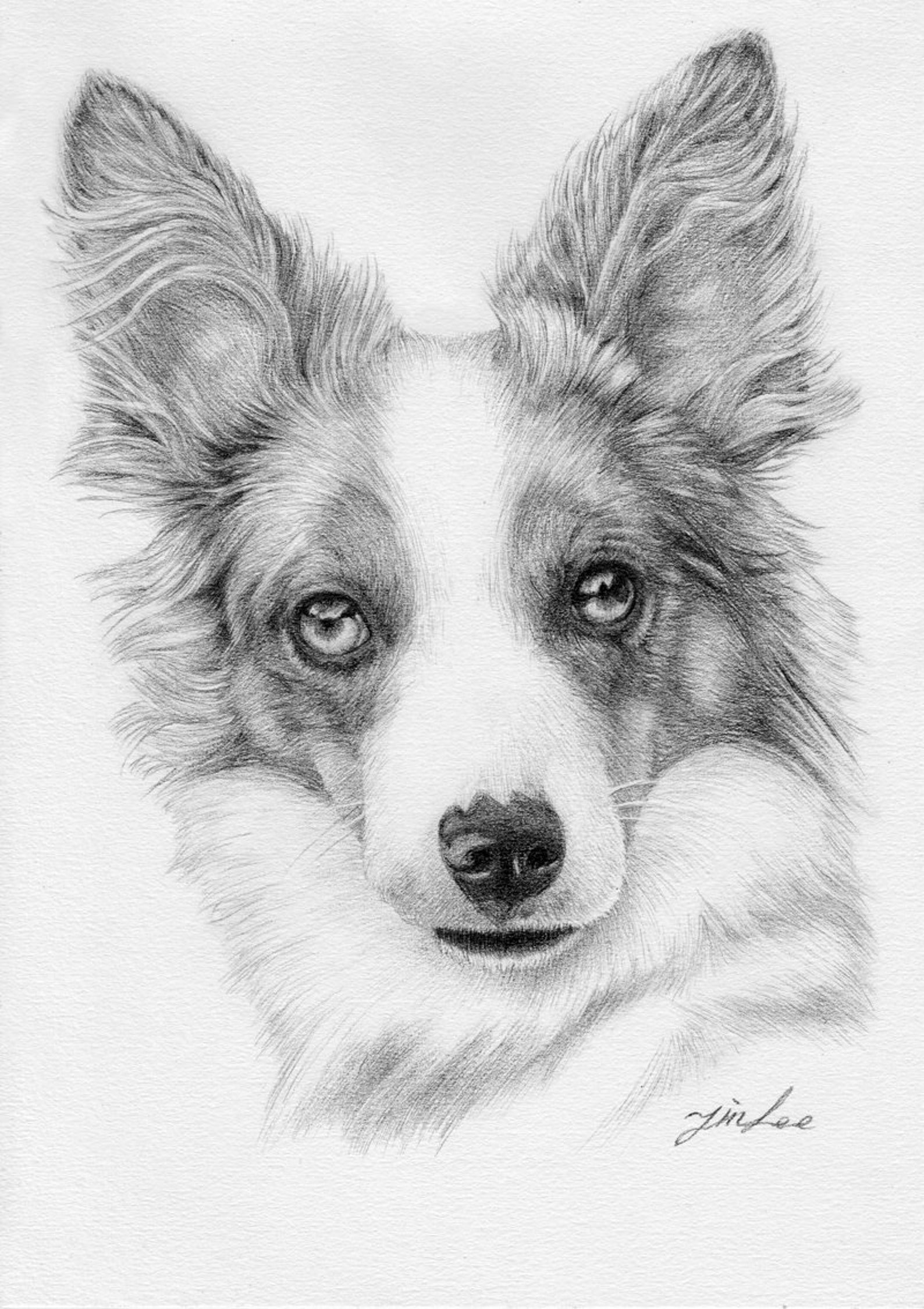 Custom Portrait Pet Portrait Drawingdog Cat. Etc Pencil Etsy Australia