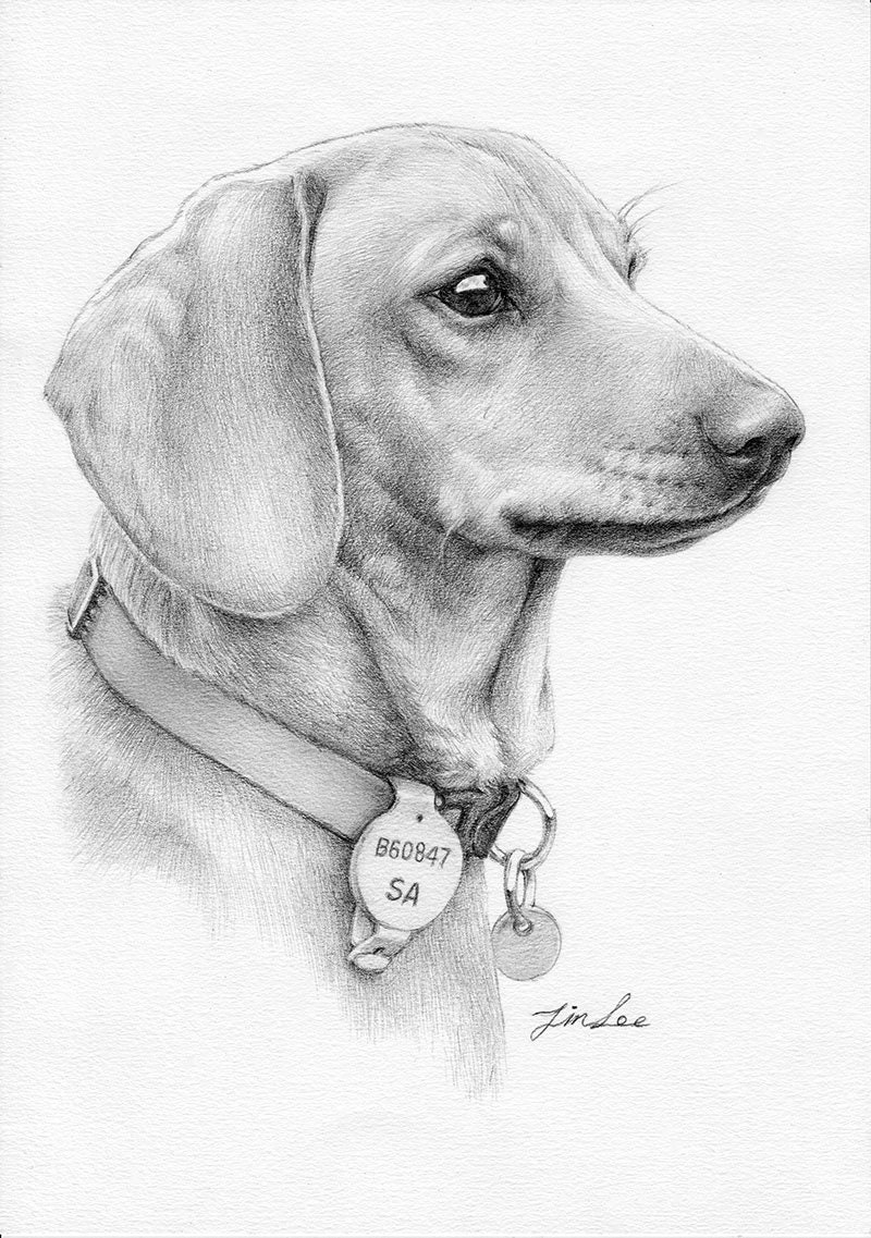 Custom Portrait Pet Portrait Drawingdog Cat. Etc Pencil Etsy Australia