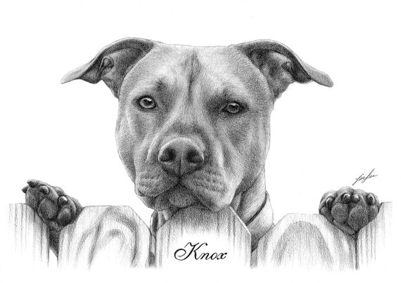 pencil drawing,pet drawing pencil portrait from a photo. dog, cat. etc pet portrait drawing Custom portrait