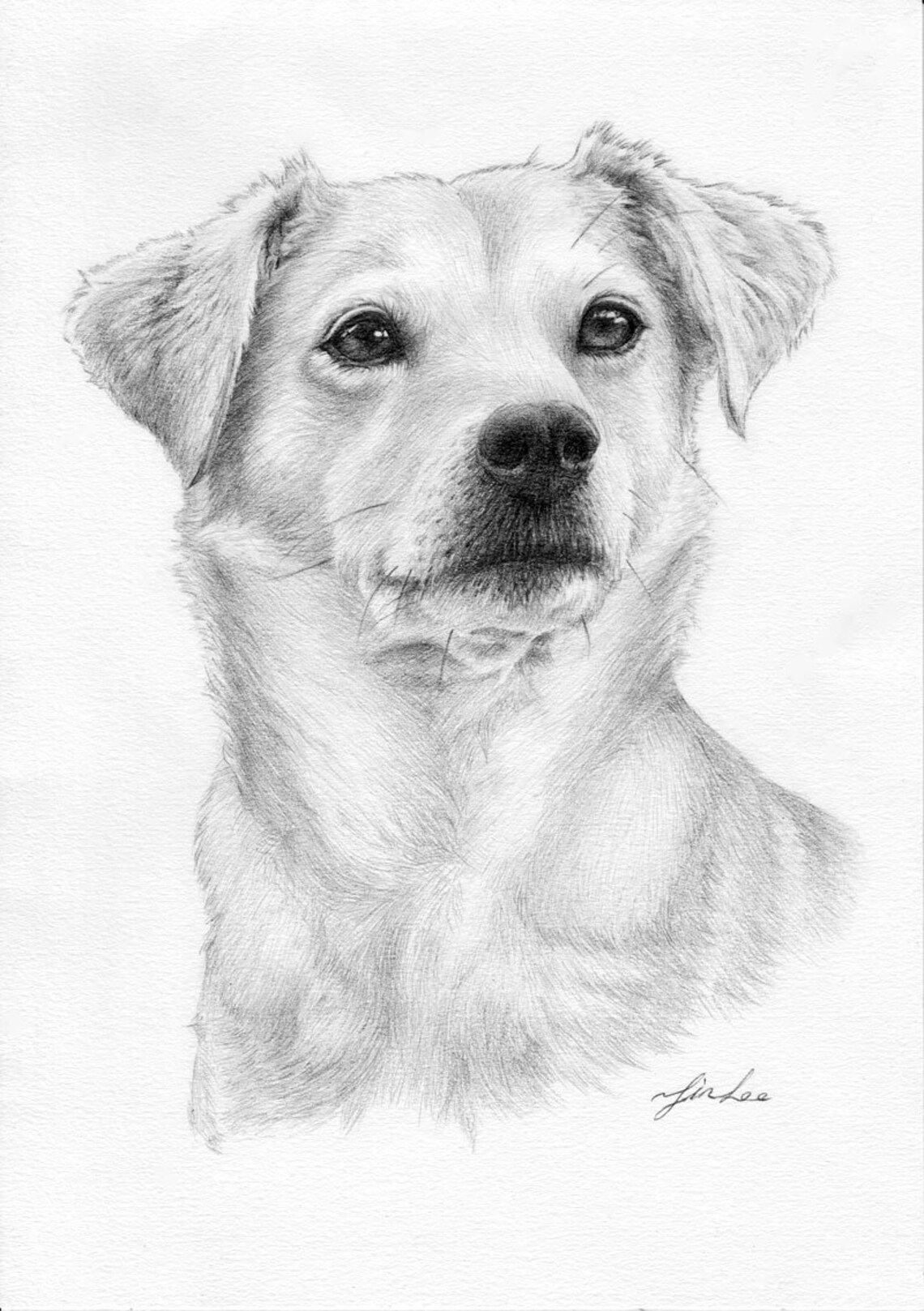 Custom Portrait Pet Portrait Drawingdog Cat. Etc Pencil Etsy Australia