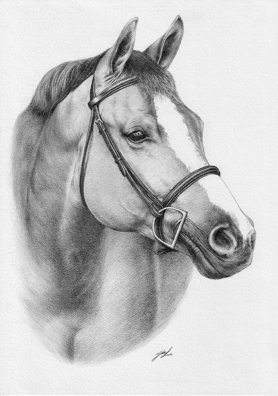 How to draw a horses head  Drawing horses  ponies  Pony Magazine