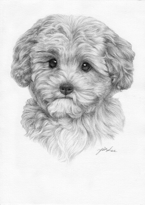 pencil drawing,pet drawing pencil portrait from a photo. dog, cat. etc pet portrait drawing Custom portrait