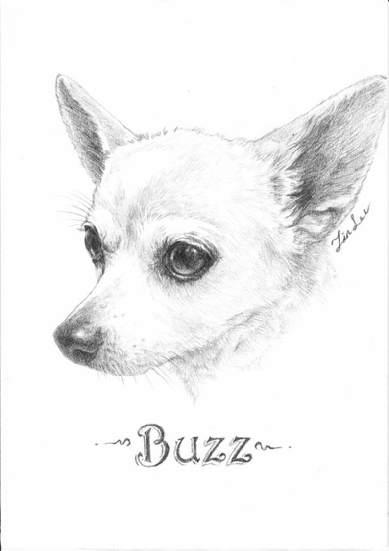 dog, cat. etc pet portrait drawing pencil portrait from a photo. pencil drawing,pet drawing Custom portrait