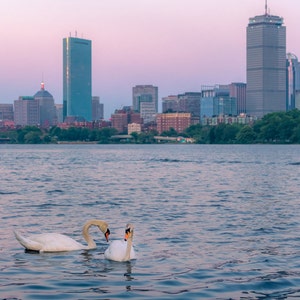 Swans on the Charles at Sunset - Boston -  Cityscape and Skyline - artwork - Free Shipping