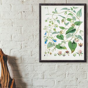 Codonopsis (Campanumcea) Javanica, Vintage Art Print, Giclee, Botanic print
