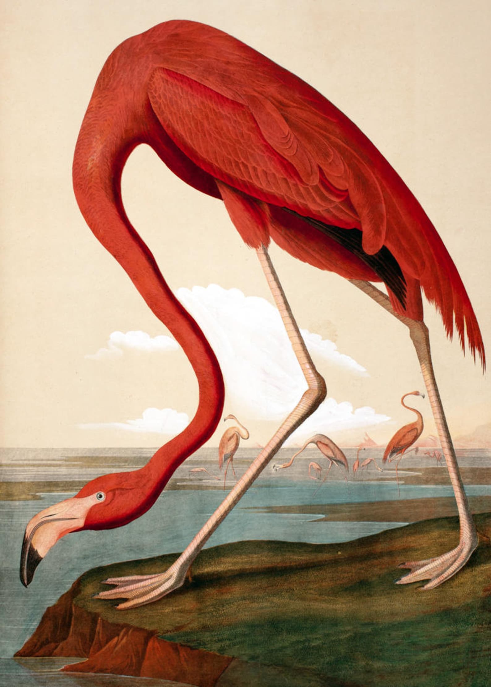 Pink Flamingo Art Print Audubon Birds of America Flamingo Poster - Etsy