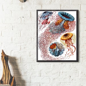 Jellyfish, Ernst Haeckel, Art Print, Vintage Print, Giclee