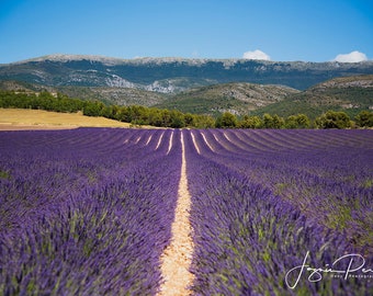 Lavendel velden Canvas