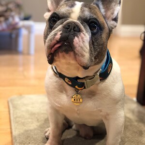 May include: A seated French Bulldog with a white and brown coat, wearing a blue collar with a pumpkin pattern and a gold tag that reads "MOE". The dog is looking at the camera.